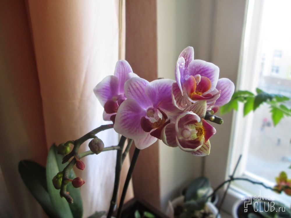 недостаток света орхидеи